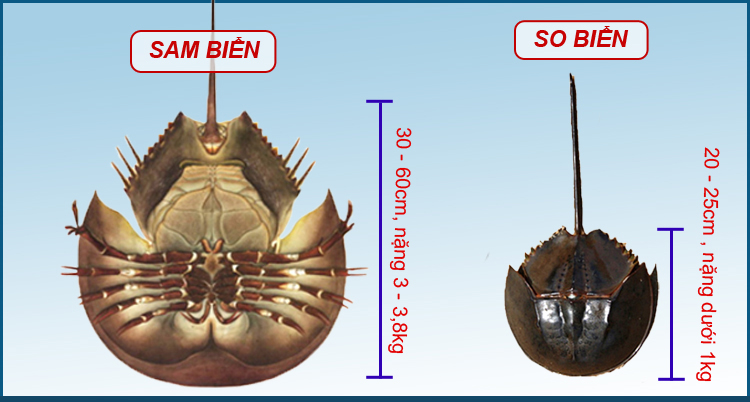 Phân biệt so biển và sam biển để tránh ngộ độc